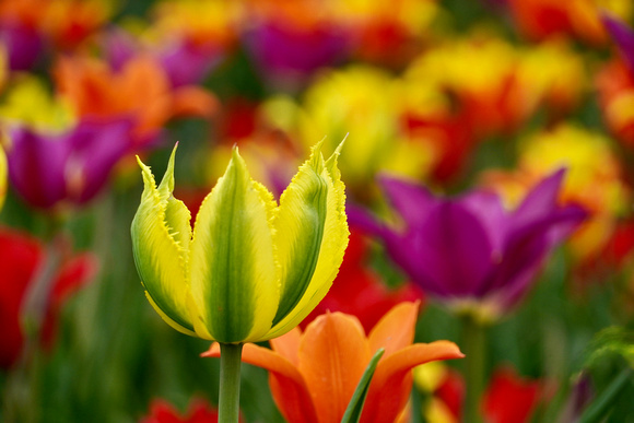 Tulips2023_BonnieRonning_02_6723