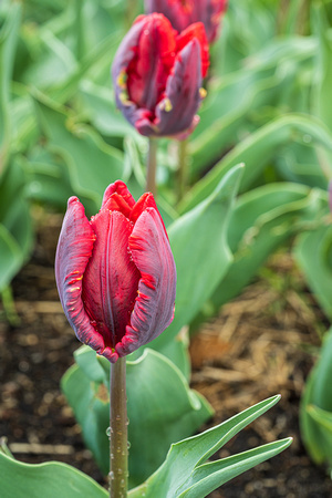 Tulipa 'Rococo' Parrot Tulip