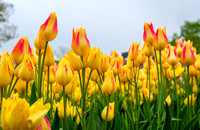 What's in Bloom?