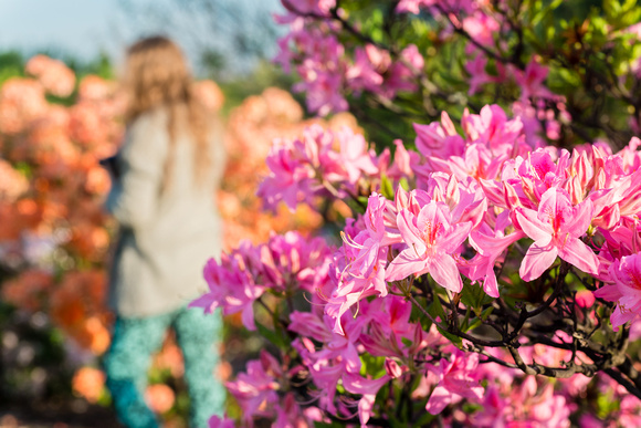 Azalea in the Shrub Walk