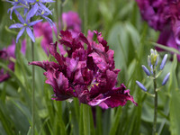 Bulbs