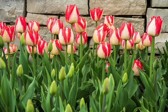 Tulipa 'Spryng Surprise' Triumph Tulip