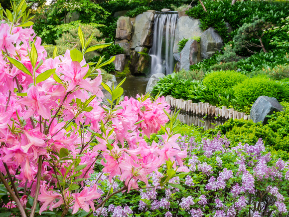 Azalea in the Japanese Garden