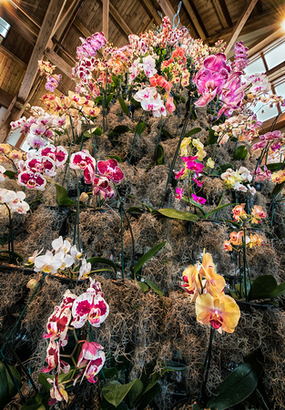 The Orchid Tree