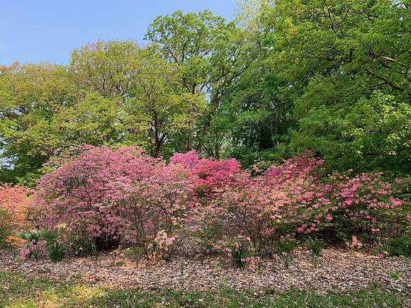 Azaleas2023_BonnieRonning_02.8074