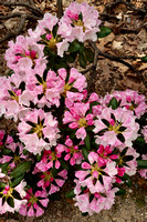 Shrubs