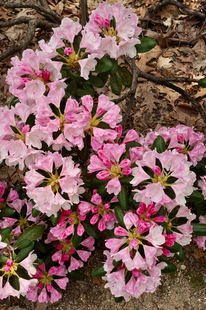 Rhododenron collection2023_BonnieRonning_01.3942