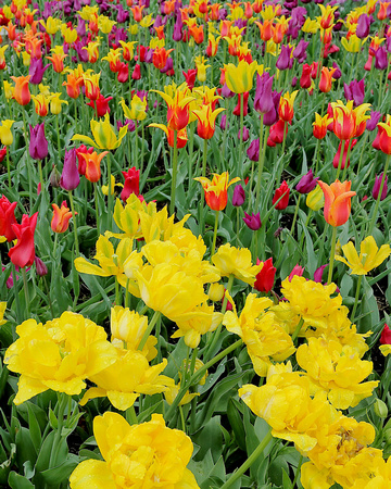 2023 Sunrise Tulips May 14