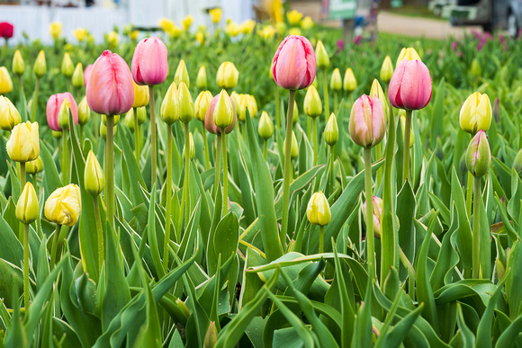 Tulipa 'Jaap Groot' Darwin Hybrid Tulip