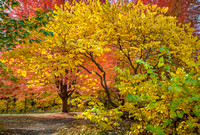 Shade Tree