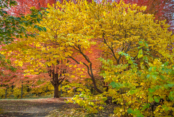 Shade Tree Collection-Fall 2015