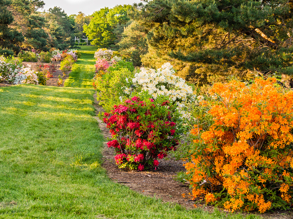 Azalea Research Trials