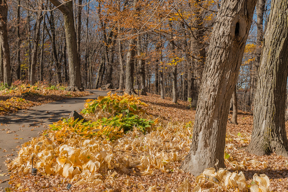 Fall in the Woodland Azalea Garden