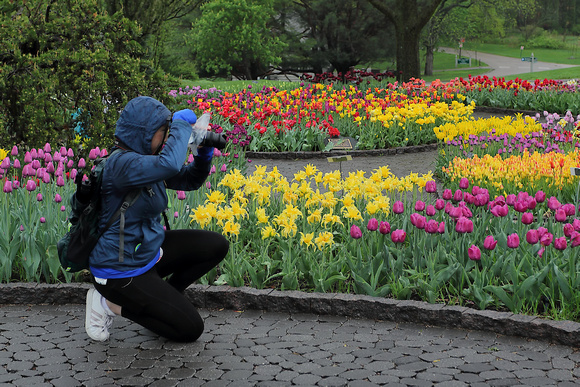 2023 Sunrise Tulips May 14
