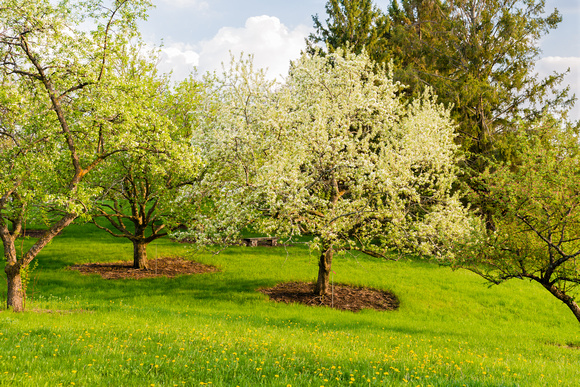 Spring crabapple