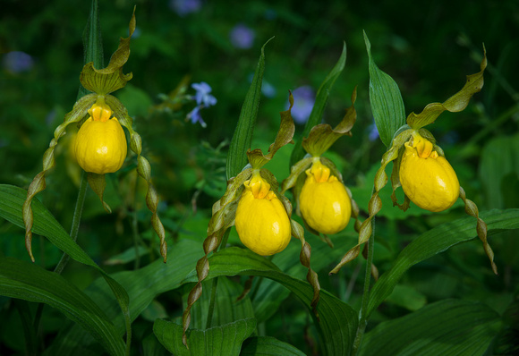 Yellow Lady Slipper