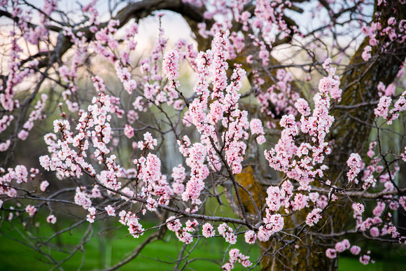 Apricot Tree in blossom