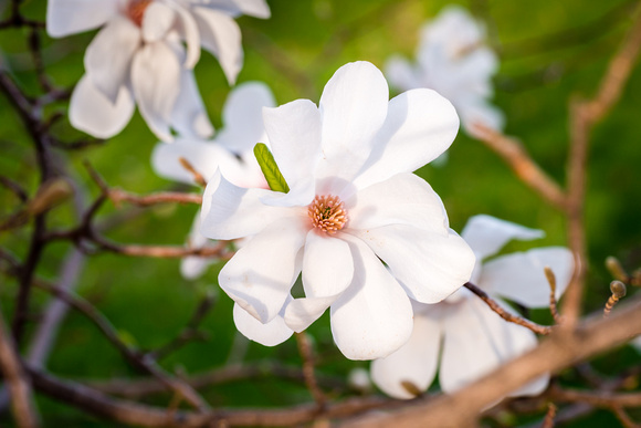 Spring Magnolia blossom