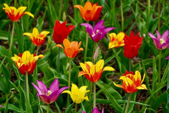 Tulips2023_BonnieRonning_03.3736jpg
