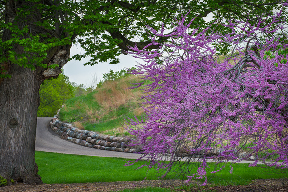 Redbuds along 3 mile drive.