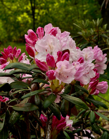 Rhododendron_BonnieRonning_02.3951