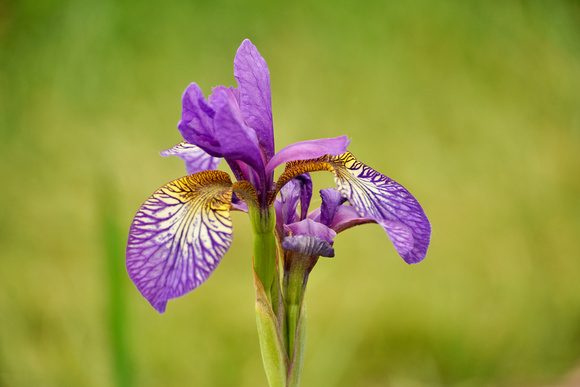 Iris2023_BonnieRonning_02.4550