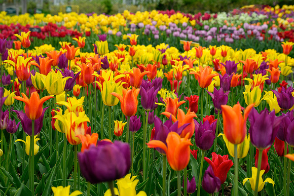 Sea of Colors