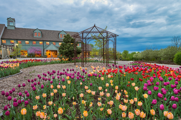The 2013 Arboretum Tulip Collection.