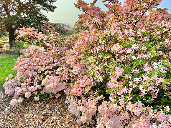 Azaleas2023_BonnieRonning_01.8069