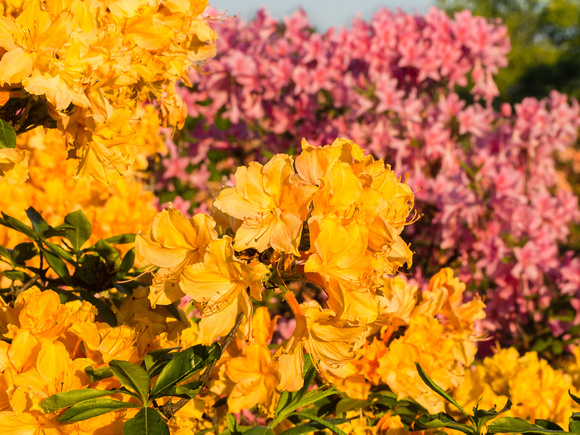 Golden Lights Azalea