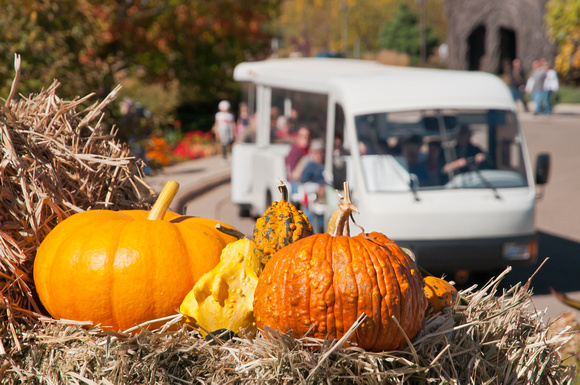 Pumpkin perspective