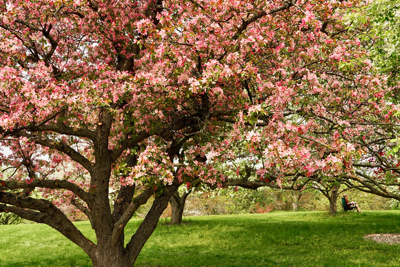 Crabapples_BonnieRonning_01.3835jpg