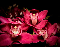 Timeless Beauty - Orchids
