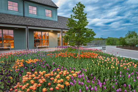 The 2013 Arboretum Tulip Collection.