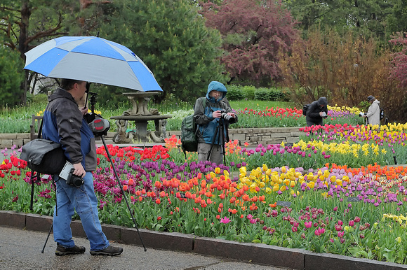 2023 Sunrise Tulips May 14