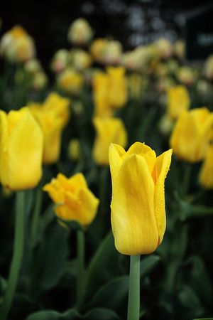 2023 Sunrise Tulips May 14