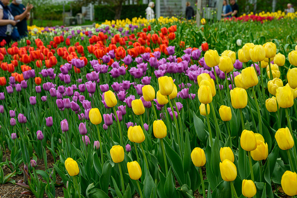 2023 Spring Tulips_Todd Mulvihill_2425