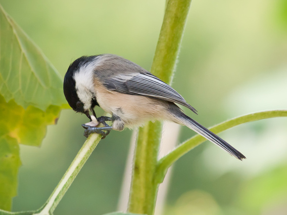 Black Capped Chicadee