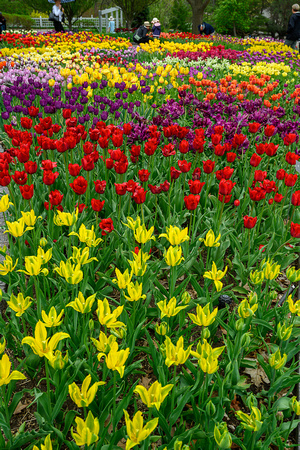 2023 Spring Tulips_Todd Mulvihill_2424
