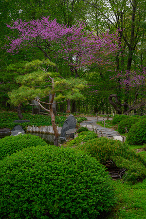 Japanese Garden Redbuds 02