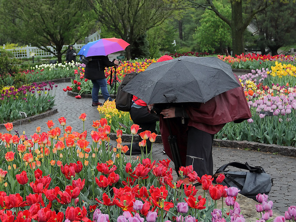 2023 Sunrise Tulips May 14