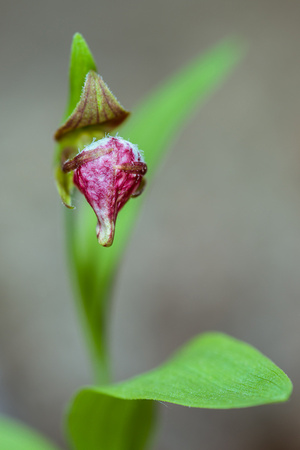 Rams Head Orchid