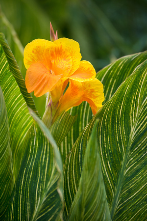 Canna Lily detail.