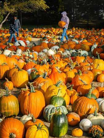 Pumpkins/Gourds  for Sale at the AppleHouse