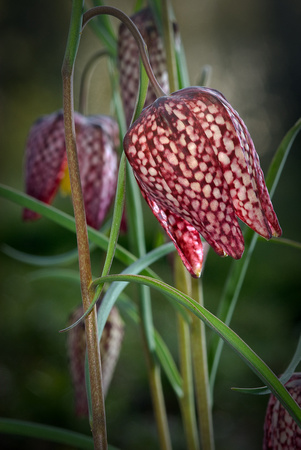 Checkered Lily Rock Garden
