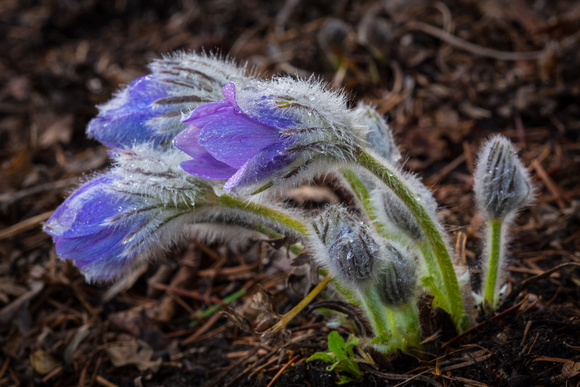 Pasque flowers in the Perennial Garden.