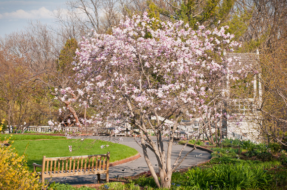 Magnolia Trees