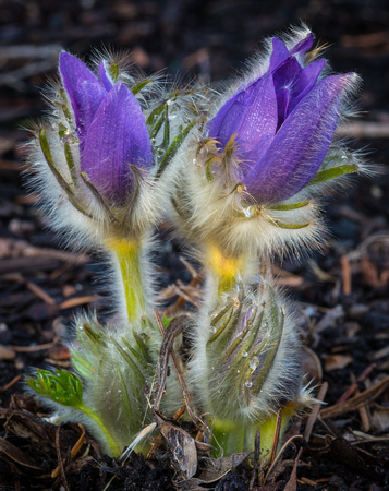 Pasque flowers in the Perennial Garden.