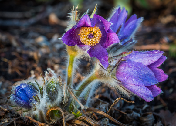 Pasque flowers in the Perennial Garden.
