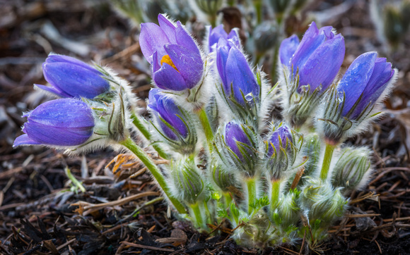 Pasque flowers in the Perennial Garden.